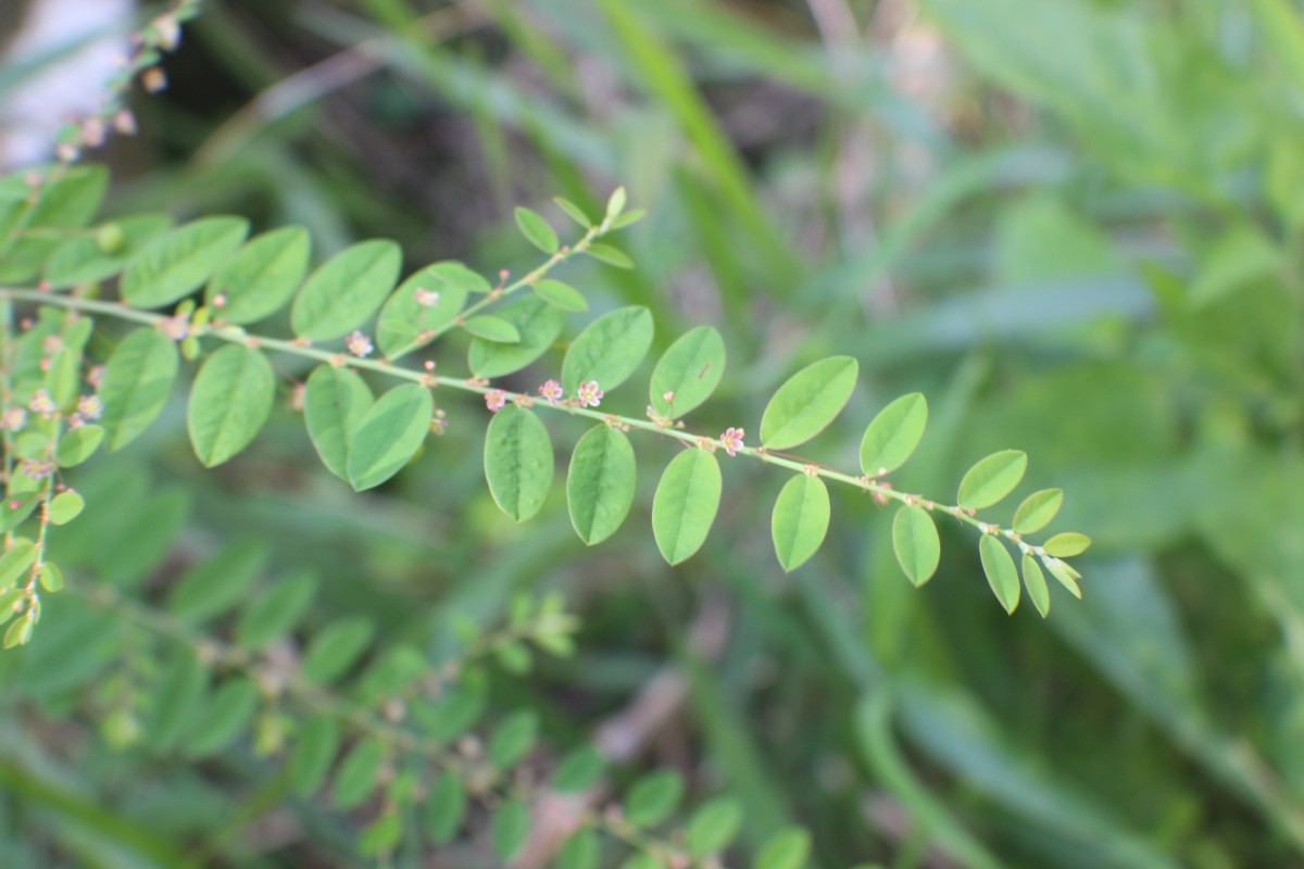 Phyllanthus gardnerianus (Wight) Baill.